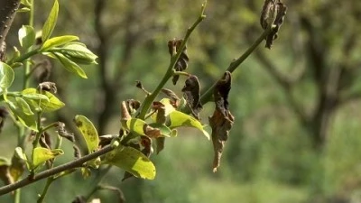 Bursalı &ccedil;ift&ccedil;iler zirai dondan sonra destek bekliyor