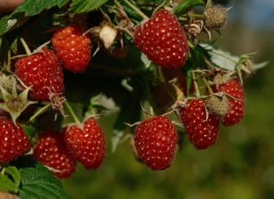 Bursalı &ccedil;ift&ccedil;ilerin planlı &uuml;retimiyle T&uuml;rkiye'nin ihtiyacı karşılanıyor! 