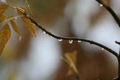 Bursalı &ccedil;ift&ccedil;ilerin yağışlarla y&uuml;z&uuml; g&uuml;ld&uuml;
