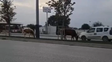 Bursalı s&uuml;r&uuml;c&uuml;leri zora sokan inekler