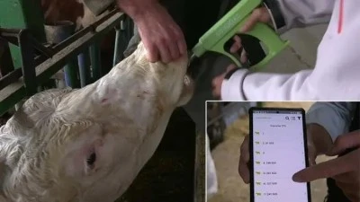 Bursalı s&uuml;t &uuml;reticileri hayvanların midesine takılan &ccedil;ip sayesinde t&uuml;m sorunları &ouml;ğreniyor! 