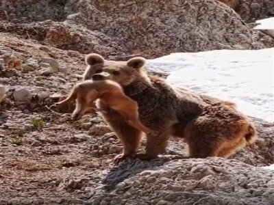 Bursalı yaban hayatı fotoğraf&ccedil;ısı Samet Asutay'ın yakaladığı kareler