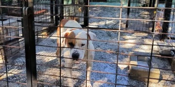 Bursalılar başlığı siz atın: At'mı su&ccedil;lu yoksa K&ouml;pek'mi veya İnsan'mı?