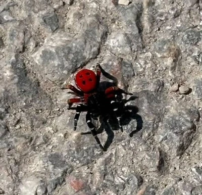 Bursalılar bu b&ouml;ceğe dikkat edin! 