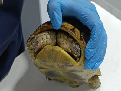 B&uuml;y&uuml;k Bursa yangınında travmaya giren kaplumbağa 