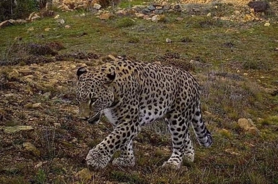 B&uuml;y&uuml;k Kedi, B&uuml;y&uuml;k Etki