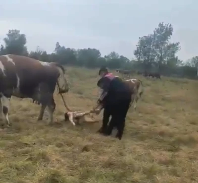 B&uuml;y&uuml;kbaş hayvanın doğumunu jandarma yaptırdı
