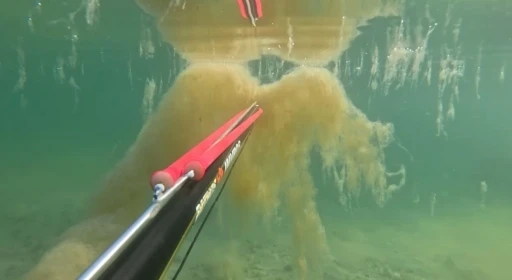 B&uuml;y&uuml;k&ccedil;ekmece&rsquo;de denizin dibinde korkutan m&uuml;silaj manzarası kamerada
