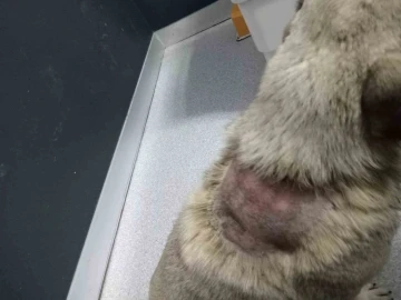 Vicdansızlar: K&ouml;peğin &uuml;zerine kaynar su d&ouml;k&uuml;ld&uuml;