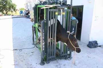 B&uuml;y&uuml;kşehir&rsquo;in hayvancılığa desteği s&uuml;r&uuml;yor
