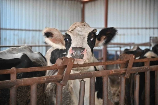 B&uuml;y&uuml;kşehir &lsquo;Tek Dam&rsquo; Projesi ile &uuml;reticileri birleştirecek
