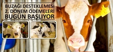 Buzağı desteklemesi 2&rsquo;nci d&ouml;nem &ouml;demeleri bug&uuml;n başlıyor
