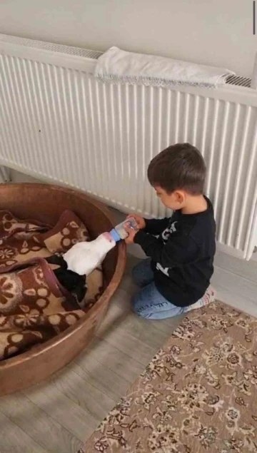Buzağıyı biberonla besleyen &ccedil;ocuk y&uuml;rekleri ısıttı
