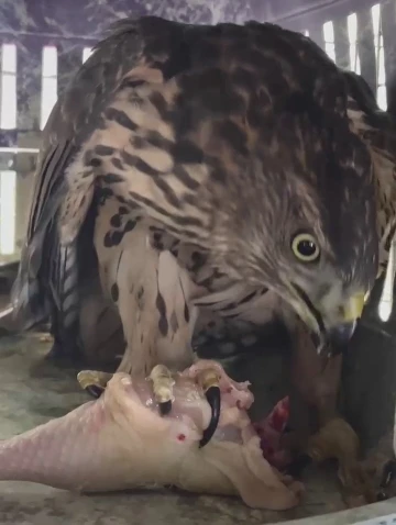 &Ccedil;akır kuşuna şefkat eli
