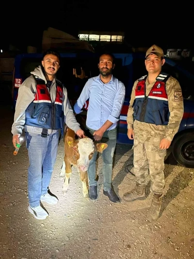 &Ccedil;alınan 4 b&uuml;y&uuml;kbaş hayvan sahibine teslim edildi
