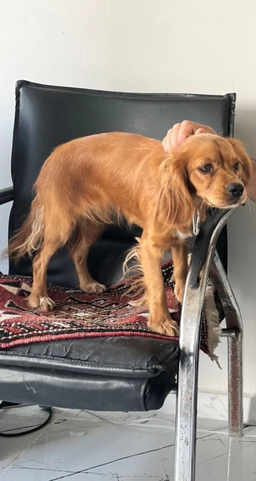 &Ccedil;alınan Badem isimli k&ouml;pek her yerde aranıyor
