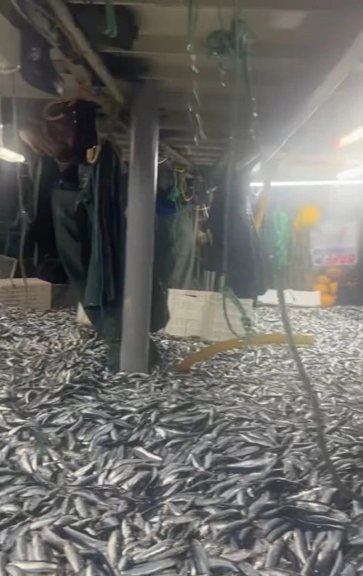 &Ccedil;anakkale Boğazı&rsquo;nda 17 ton sardalye yakalandı