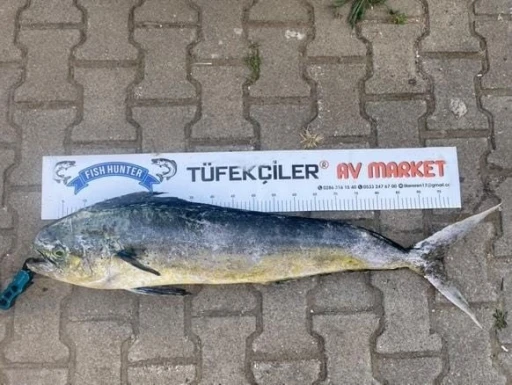 &Ccedil;anakkale&rsquo;de amat&ouml;r balık&ccedil;ıdan dev lambuka
