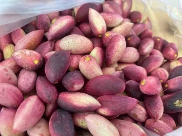 &Ccedil;anakkale&rsquo;de Geleneksel 3. Antep Fıstığı Şenliği