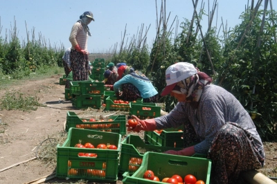 &Ccedil;anakkale&rsquo;de Tatlı Telaş Başladı