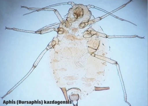 &Ccedil;anakkale&rsquo;de yeni bir b&ouml;cek t&uuml;r&uuml; keşfedildi