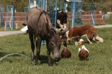 &Ccedil;anakkale&rsquo;deki yangında kurtarılan eşek emekliliğe ayrıldı