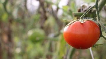 &Ccedil;anakkale Domatesi coğrafi işaretle tescillendi