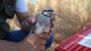 &Ccedil;anakkale ovalarında s&uuml;ne zararlısına karşı m&uuml;cadelede keklik başarısı