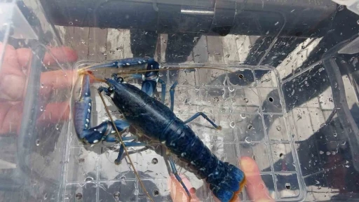 &Ccedil;anakkale Savaşları&rsquo;ndan kalma 109 yıllık &lsquo;HMS Majestic&rsquo; batığına 400 ıstakoz salındı
