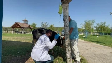 &Ccedil;anakkale yangınından etkilenen boğa, Emekli Hayvanlar &Ccedil;iftliği'nde