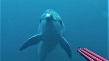 &Ccedil;anakkaleli zıpkıncının kamerasına nesli tehlike altında olan 