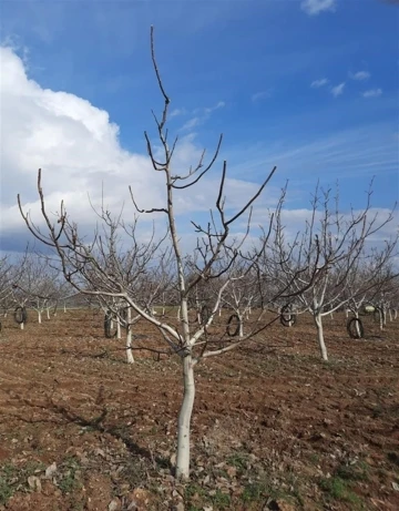 &Ccedil;ankırı&rsquo;da meyve bah&ccedil;elerinde budama eğitimi verilecek
