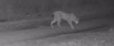 &Ccedil;ankırı&rsquo;da yaban hayatı fotokapana yansıdı
