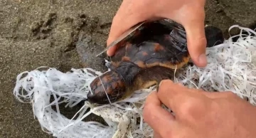 Cankurtaranlar &ccedil;uvala dolanan caretta carettayı kurtardı
