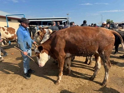 Canlı hayvan pazarlarında kurban hareketliliği başladı
