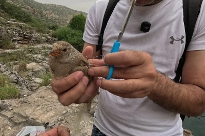 Cehennem Deresi&rsquo;nde kum kekliği operasyonu