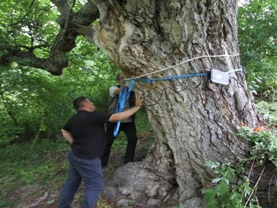Ceviz ağacının 620 yaşında olduğu tespit edildi