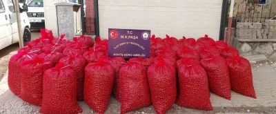 Ceviz hırsızları1 ton cevizi Bandırma'da &ccedil;aldı, Mustafakemalpaşa'da yakalandı