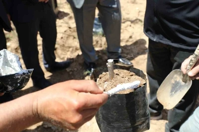 Ceviz &uuml;retiminde verim artışı i&ccedil;in G&uuml;ny&uuml;z&uuml;&rsquo;nde aşı &ccedil;alışması başlatıldı
