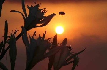 Cezası 387 bin TL: İlk kum zambakları &ccedil;i&ccedil;ek a&ccedil;tı
