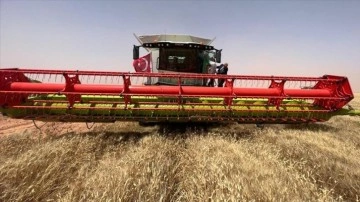 Cezayir &ccedil;&ouml;l&uuml;nde tarım yapan T&uuml;rk şirketi ilk hasadına başladı