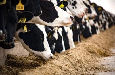 CHP'li G&uuml;rer: Yapay et hayvancılığı bitirir