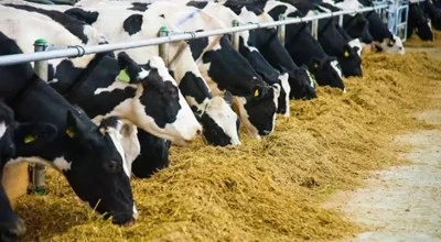 CHP'li G&uuml;rer: Yem fiyatları ve ahır giderleri &uuml;reticiyi bitirdi