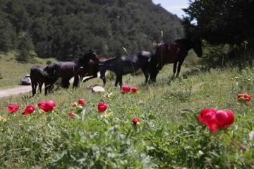 &Ccedil;i&ccedil;ek a&ccedil;an şakayıkları koparan yandı: Cezası 244 bin 315 TL
