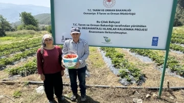 &Ccedil;ift&ccedil;iler devlet destekli &ccedil;ilek bah&ccedil;esi kurup &uuml;retime ge&ccedil;ti
