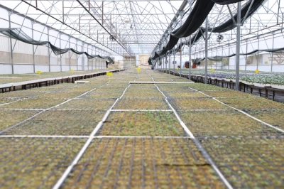 &Ccedil;ift&ccedil;ilere 200 Bin Sebze Fidesi Desteği