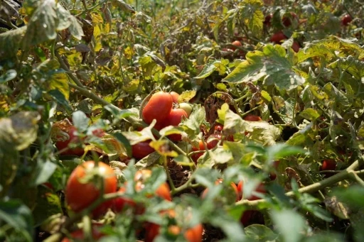Karacabey'de &ccedil;ift&ccedil;inin domatesi, biberi, soğanı artık tarlada kalmayacak