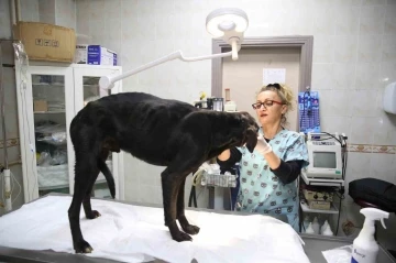 &lsquo;Cing&ouml;z&rsquo; artık g&ouml;remeyecek
