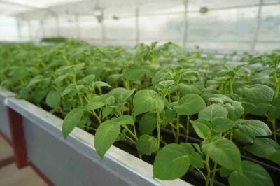 Cipslik yerli patates &rsquo;Uğur&rsquo; tescillendi
