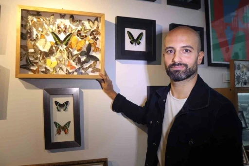 &Ccedil;izgi filmden etkilendi, eşsiz kelebeklerden koleksiyon oluşturdu
